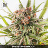 Bulk Seed Bank DARK DOMINA from 17,5.-€