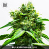 Bulk Seed Bank NORTHERN LIGHT 10 seeds