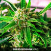 Bulk Seed Bank PERFECT POWER PLANT 100 seeds