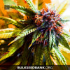 Bulk Seed Bank PURPLE GLAM KUSH 10 seeds