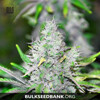 Bulk Seed Bank SPECIAL LIME HAZE from 17,5.-€