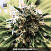 Bulk Seed Bank SPECIAL SKUNK 10 seeds