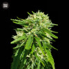 Bulk Seed Bank CBD GOOD WILD SHARK 10 seeds