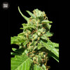 Bulk Seed Bank CBD NEPAL GOLD 10 seeds