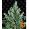 Barney's Farm Laughing Buddha 10 seeds