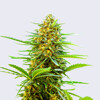 Bulk Seed Bank Auto Banana Monkey 10 seeds