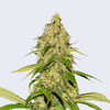 Bulk Seed Bank Auto CBD White Widow 100 seeds