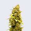 Bulk Seed Bank Banana Monkey 100 seeds