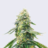 Bulk Seed Bank Gelato Samba 10 seeds