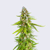 Bulk Seed Bank Grande Crack 10 seeds