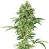 Sensi Seeds Nicole Hindu Kush 5 seeds