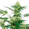 Sensi Seeds Wedding Cheesecake from 13,5.- €