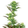 Sensi Seeds Double Banana Kush from 11,5.- €