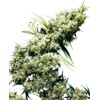 Sensi Seeds Jamaican Pearl from 28.- €