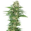 Sensi Seeds Early Skunk Auto 5 Seeds