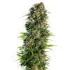 Sensi Seeds Hindu Kush Auto from 18.- €