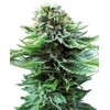 Sensi Seeds Northern Light Auto from 23.- €