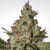 Paradise Seeds Acid 3 pcs