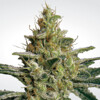 Paradise Seeds Allkush 3 pcs