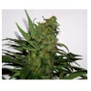 Paradise Seeds Durga Mata from 20 €