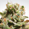 Paradise Seeds Dutch Dragon 5 pcs