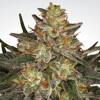 Paradise Seeds Dutch Kush from 26 €