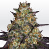 Paradise Seeds El Dorado OG from 26 €