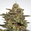 Paradise Seeds Original Cheese (IBL) from 26 €