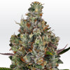 Paradise Seeds Rainbow Road from 32 €