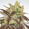 Paradise Seeds Spoetnik #1 5 pcs