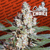 Paradise Seeds Chongs Choice L.A. Amnesia from 26 €