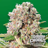 Paradise Seeds Chongs Choice Mendocino Skunk from 26 €