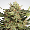 Paradise Seeds Vertigo 3 pcs