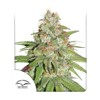 Dutch Passion Seed Company Glueberry OG 100 seeds