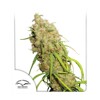 Dutch Passion Seed Company Desfrán 10 seeds