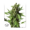 Dutch Passion Seed Company Auto Duck from 35.- €