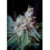 Sweet Seeds Cream Caramel 100 seeds