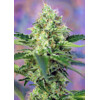 Sweet Seeds Crystal Candy 3 seeds