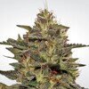 Paradise Seeds Original Cheese (IBL) 3 pcs