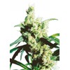 Sensi Seeds Silver Haze 10 db