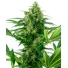 Sensi Seeds Banana Frosting 5 pcs