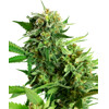 Sensi Seeds Blackberry Cake from 17,50.- €