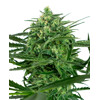 Sensi Seeds Sensi Amnesia from 25,- €