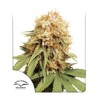 Dutch Passion White Widow Regular 10 pcs