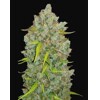 FastBuds Original Auto BubbleGum 3 seeds