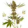 Sensi Seeds Alpine Delight CBD Auto from 31,50.- €