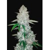 FastBuds Gorilla Glue Auto (Glue Auto) from 13.- €