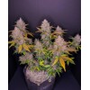 FastBuds LSD-25 Auto from 11.- €