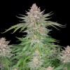 FastBuds Strawberry Pie Auto 5 seeds