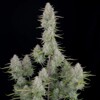 FastBuds Wedding Cheesecake Auto 3 seeds